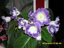 Gloxinii 08 06-2013, 005