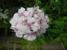 Dianthus barbatus (2013, June 04)
