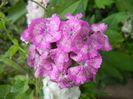 Dianthus barbatus (2013, June 04)