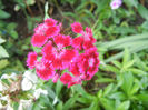 Dianthus barbatus (2013, June 04)