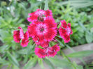 Dianthus barbatus (2013, June 04)