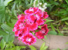 Dianthus barbatus (2013, June 04)