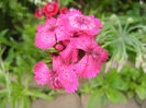 Dianthus barbatus (2013, June 04)