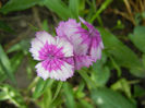Dianthus barbatus (2013, June 04)
