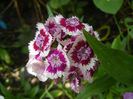 Dianthus barbatus (2013, June 04)