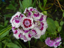 Dianthus barbatus (2013, June 08)