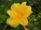 Hemerocallis Stella de Oro (2013, Jun.04)