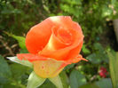 Rose Monica (2013, June 04)