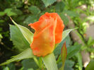 Rose Monica (2013, June 04)