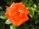 Rose Monica (2013, June 04)
