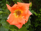 Rose Monica (2013, June 08)