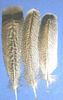 29Golden Phoenix Feathers