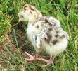 30TW Harvest Gold Poults