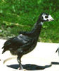 33Mottled Black Poult