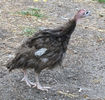 34Mottled Chocolate poult at four weeks