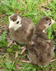 34Mottled chocolate Poults