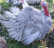 40Photo Courtesy Deutscher's Turkey Farm Australia 