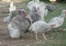 40Recessive slate groupPhoto Courtesy Deutscher's Turkey Farm, Australia 