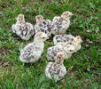 43Red Phoenix Poults