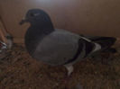 Picture 051