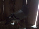 Picture 054