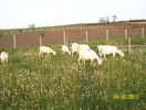 Picture 019