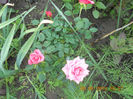 DSCN3409