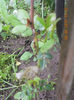 DSCN3415