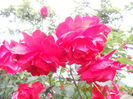DSCN3432
