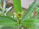 DSCN3406