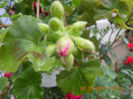 DSCN3407