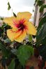 hibiscus Cuban Variety