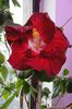 hibiscus Hot Ticket