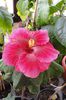 hibiscus Heartbeat