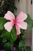 hibiscus Andersonii (? Pink Wings)