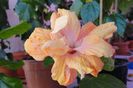 hibiscus Jane Cowell