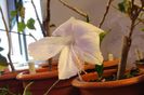 hibiscus Albus