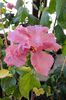 hibiscus Lavender Lady