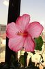 hibiscus Amour