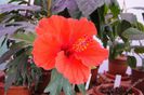 hibiscus orange cu frunze dintate