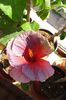 hibiscus Bayou Irene