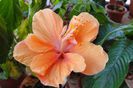 hibiscus Jane Cowel