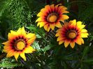 Gazania