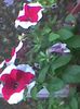 Imag0907