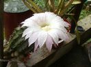 mammillaria 0008