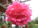 Rose Parade (2012, October 03)