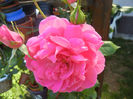 Rose Parade (2013, May 26)