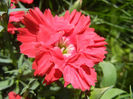 Dianthus (2013, June 04)