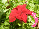 Red petunia, 04jun2013