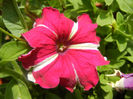 Pink & White petunia, 04jun2013